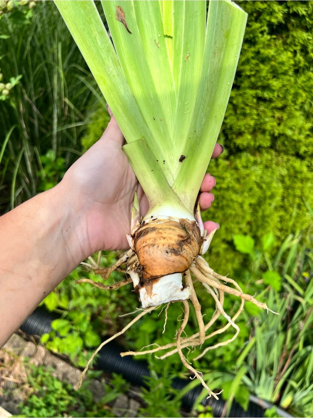 10 Purple Bearded Iris large healthy Rhizomes
